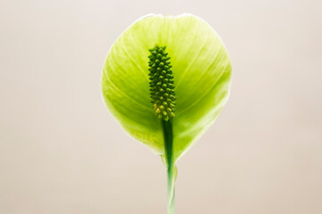 close up of a green flower