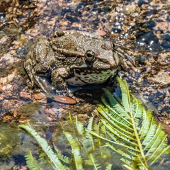 grenouille - frog