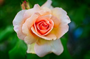 Herbaciana róża w pełnym rozkwicie. - obrazy, fototapety, plakaty