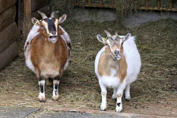Snapshot of two short-legged house goats: the darker one bleats and the lighter one chews