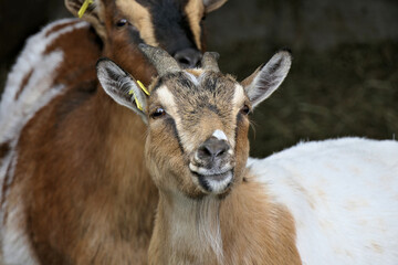 Head with eyes, nose and ears of an attentive domestic goat from close up