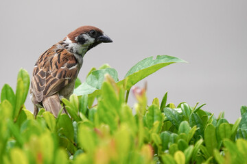 sparrow on leaves