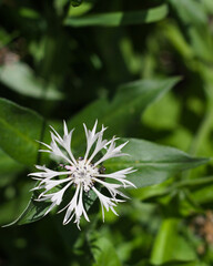 White cornflower on a nice, natural, green blurred background. Shot from above.