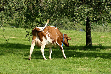 Fototapeta na wymiar Brown white female horned cattle wag their tail for the pleasure of the juicy pasture