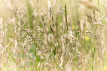 Fototapeta premium Nature background with wildgrass under sunlight. Selective focus. Plant background.
