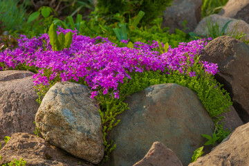 Lush lilac flowers grow among large boulders