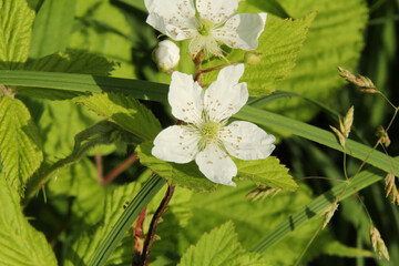 Close up of White Wildflowers