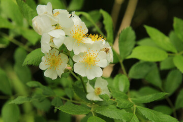 Cluster of White Summer Flowers