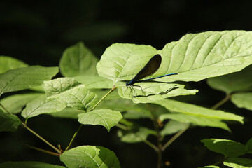 Damsel Fly