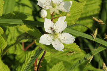 Insect on White Flower