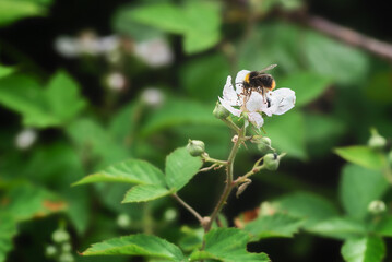 Hummel auf Brombeerblüte