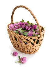 Fototapeta na wymiar Clover flowers. Wildflowers in basket isolated on white. Herbal Medicine