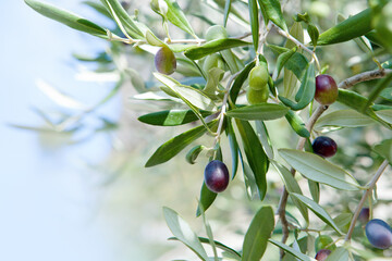 Branch of the olive tree with fruits and leaves. Natural green background with selective focus. Crop for the production of olive oil