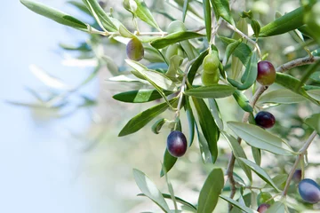 Poster Branch of the olive tree with fruits and leaves. Natural green background with selective focus. Crop for the production of olive oil © Yamagiwa