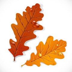 Obraz premium Red and yellow oak autumn leaves isolated on a white background
