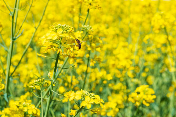 Bee pollinating a rapeseed flower