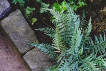 Background with green fern leaves.
