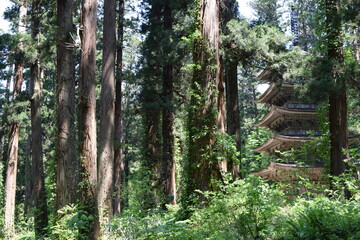 羽黒山の杉並木 ／ 山形県鶴岡市の羽黒山参道の杉並木は県指定史跡で、全国かおり風景百選、森林浴の森百選に選定されています。随神門から始まる表参道は、全長約1.7km、2446段の長い石段で、頂上に至るまで杉並木が続きます。杉並木の数は500本以上で、樹齢350～500年の杉並木です。この杉並木は、国の特別天然記念物に指定され「ミシュラン・グリーンガイド・ジャポン」にて、三ツ星を獲得しました。