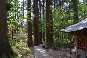 羽黒山の杉並木 ／...