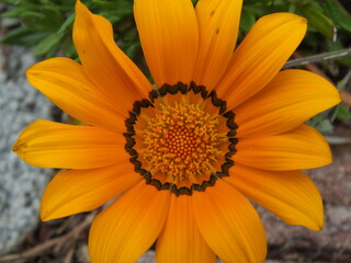 orange daisy flower closeup