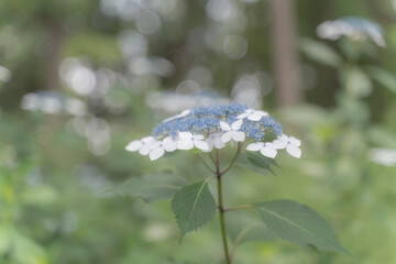 ガクアジサイ