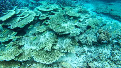 Blue Bay reef