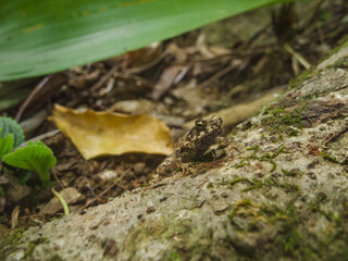 Sapo de bosque lluvioso