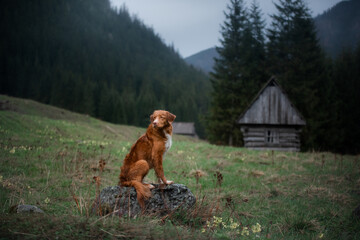 hiking with a dog. Nova Scotia Duck Tolling Retriever in the mountains, in the valley