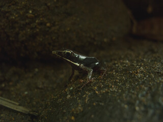 Rana de pequeño tamaño en una roca