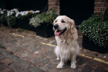 Golden retriever dog sitting in front of the house