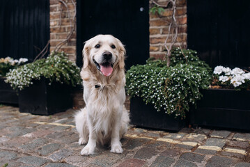 Golden retriever dog sitting in front of the house