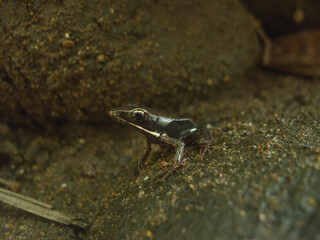 frog on the stone