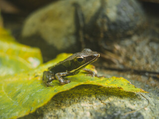 Frog sitting on a leaf