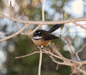 An intimate photo of a native New Zealand fantail perched on a branch.