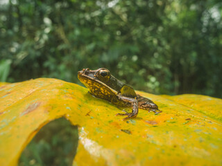 Brilliant forest frog os costa rica