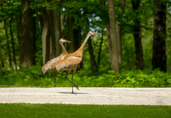 Sandhill crane on the forest. This bird is one of only two North American endemic crane species