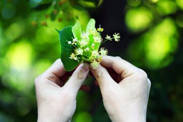 Selective focus. Macro. The male hand holds a bunch of linden flowers. Picking up linden for tea....