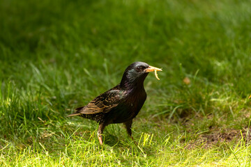 Adult European starling on the grass