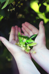 Selective focus. Macro. The male hand holds a bunch of linden flowers. Picking up linden for tea....