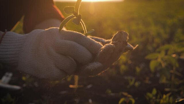 Farmer hand holding leaf of cultivated plant. Hands holding pile of arable soil. Agriculture, gardening or ecology concept.