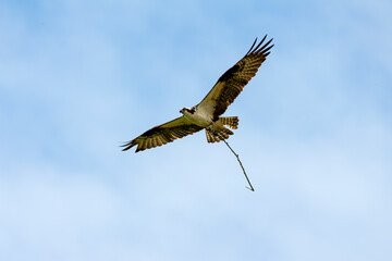 Male western Osprey bringing branch tree to nest