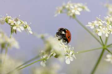 Ladybug on white flowers. Close-up