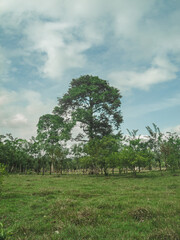 Giant tree in the field