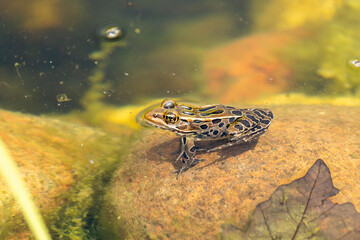Northern Leopard Frog (Lithobates pipiens)  are found in a variety of wetland habitats