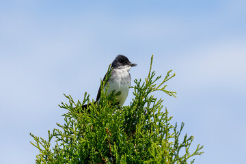 The eastern kingbird (Tyrannus tyrannus) is a large tyrant flycatcher native to North America. 