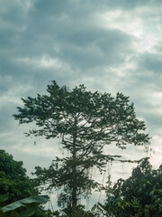 Big tree full of vines in the rainforest of costa rica