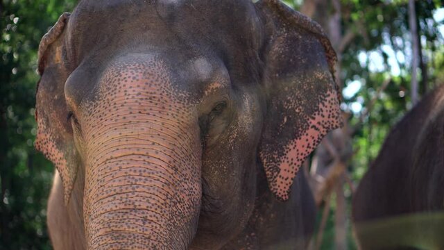 asiatic elephants in safari park, closeup of heads