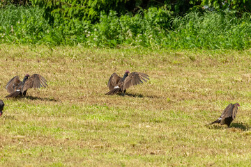 The black vultures opening their wings in the sun