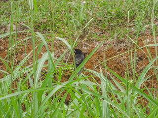Black seedeater of costaa rica