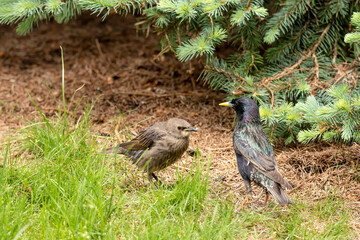 Adult European starling on the grass